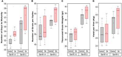 Application of potassium nitrate and salicylic acid improves grain yield and related traits by delaying leaf senescence in Gpc-B1 carrying advanced wheat genotypes